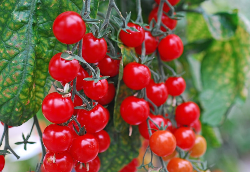 Lycopene