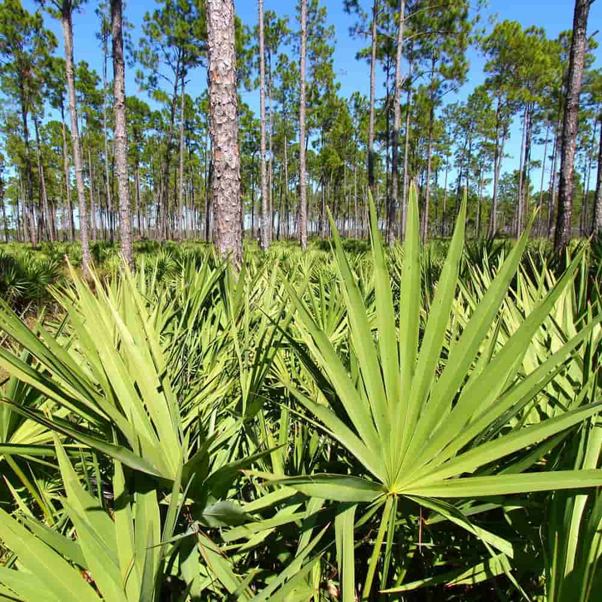 Saw Palmetto Extract